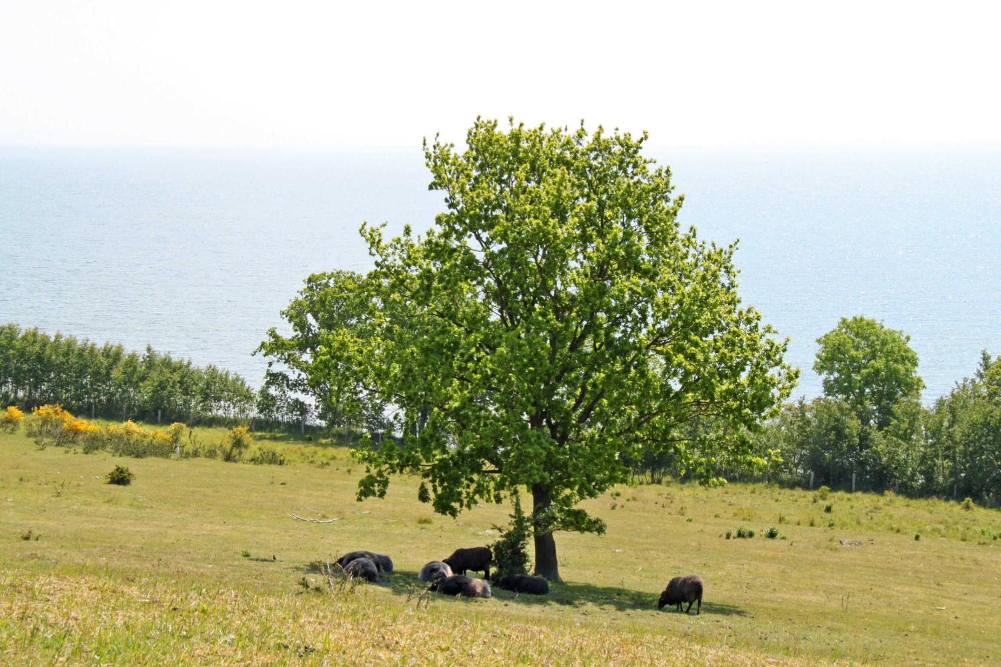 Ferienwohnungen In Goehren Екстериор снимка